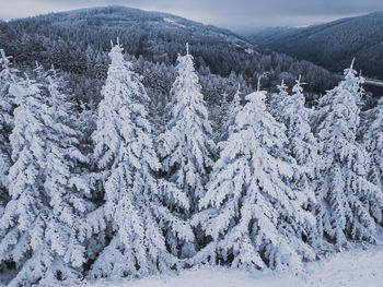 Aerial view of beautiful winter forest scenery