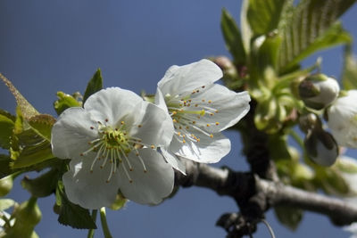 Close-up of apple blossoms in spring