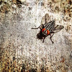 High angle view of insect