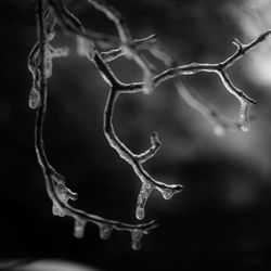 Close-up of frozen plant