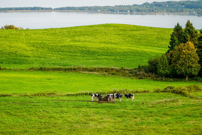 Cows grazing on field against sky