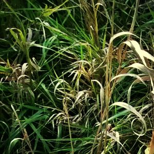 Close-up of plants growing in field