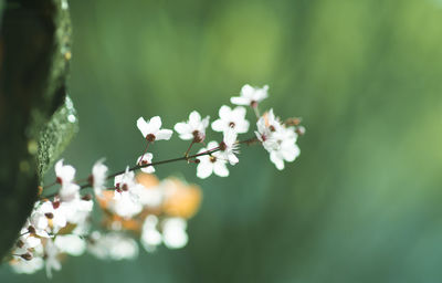 Close-up of white cherry blossoms