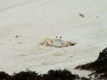 Birds on beach