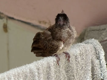 Close-up of bird perching outdoors