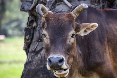 Close-up portrait of a horse