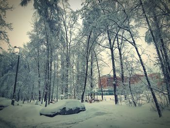 Trees on snow covered field against sky