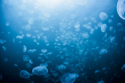 Defocused image of jellyfish swimming in sea