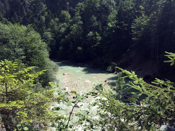 Plants and trees by water