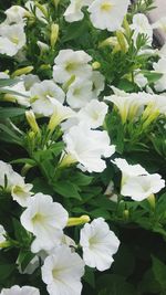 Close-up of white flowers