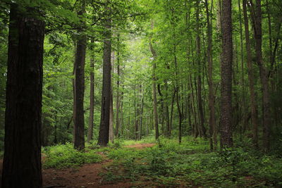 Trees growing in forest