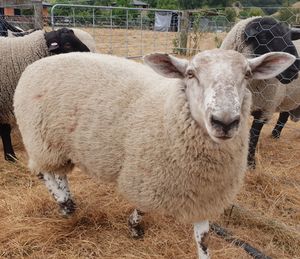 Portrait of sheep standing in field