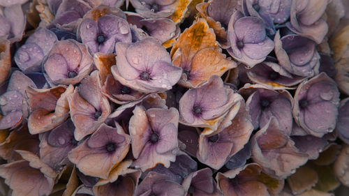 Full frame shot of dried leaves