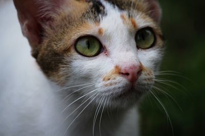 Close-up portrait of a cat