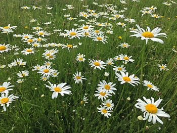 Close-up of white daisy flowers in field