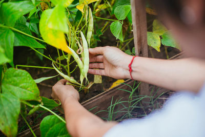 Cropped hand of woman holding plant