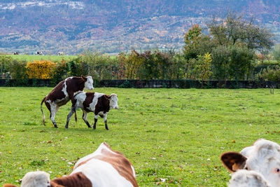 Horses in a field