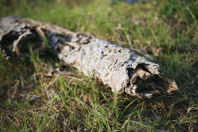 Close-up of tree trunk on field