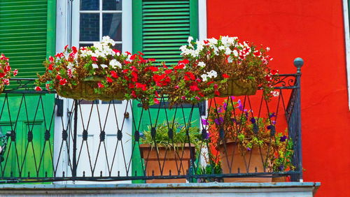 Flower pot against window of building