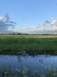 Scenic view of agricultural field against sky