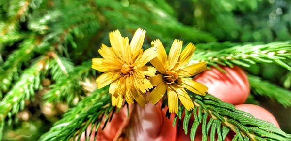 Close-up of yellow flowering plant