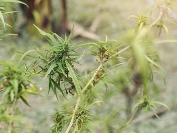 Close-up of insect on plant