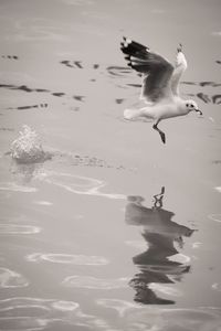 Seagulls flying over water