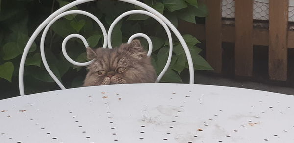 Portrait of a cat looking through metal