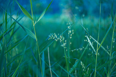 Lakeside oasis. lush green plants flourishing by the water in northern europe