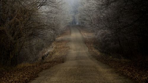 Road passing through forest during winter