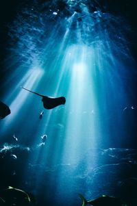 Low angle view of fishes swimming in sea