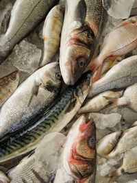 Fish for sale at market stall