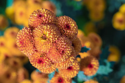 Close-up of yellow flowering plant