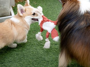 Shetland sheepdog playing with corgi dog puppy in the garden