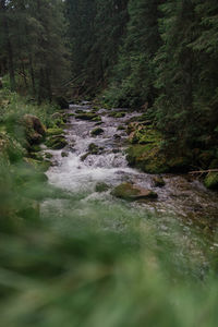 Surface level of stream flowing in forest