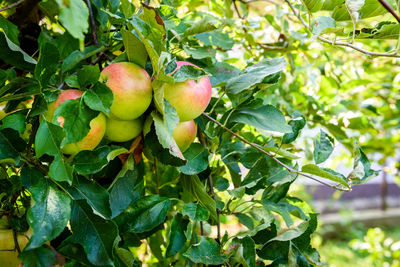 Close-up of apple growing on tree