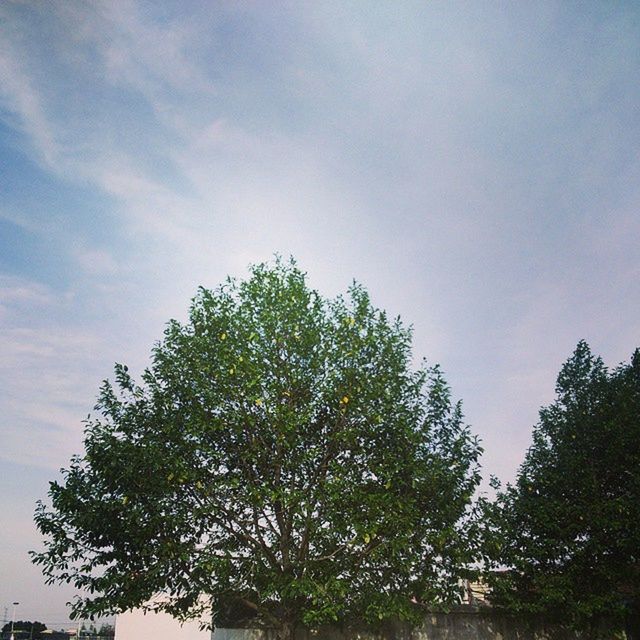 tree, sky, low angle view, growth, tranquility, nature, beauty in nature, branch, tranquil scene, cloud - sky, green color, scenics, cloud, day, outdoors, no people, lush foliage, blue, idyllic, cloudy