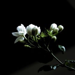 Close-up of white flowers