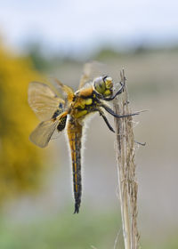 Close-up of insect on plant