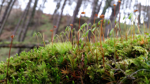 Close-up of plant growing on field
