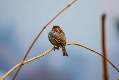 Close-up of bird perching on branch