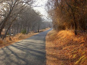 Road passing through forest