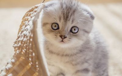 Close-up portrait of cat