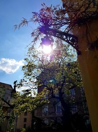 Low angle view of cherry tree by building against sky