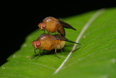 Close-up of insect on leaf