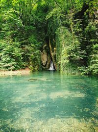 Scenic view of river flowing in forest