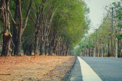 Empty road along trees in forest
