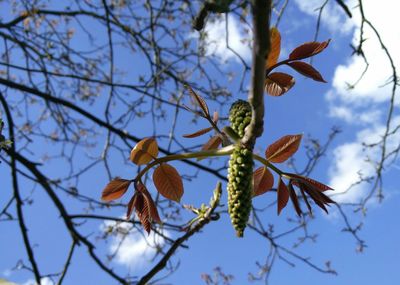 Low angle view of tree against sky