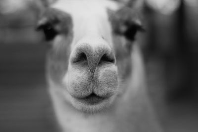 Close-up of llama nose