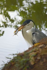 Bird in a lake